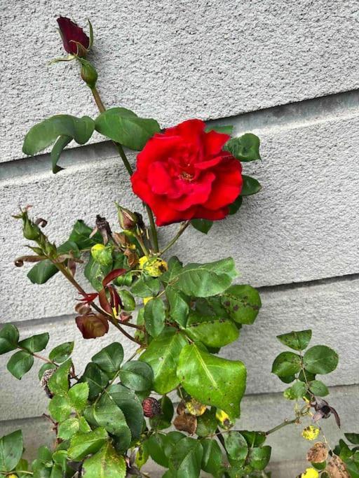 Gite De La Petite Fourmy Saint-Sulpice-les-Feuilles 外观 照片